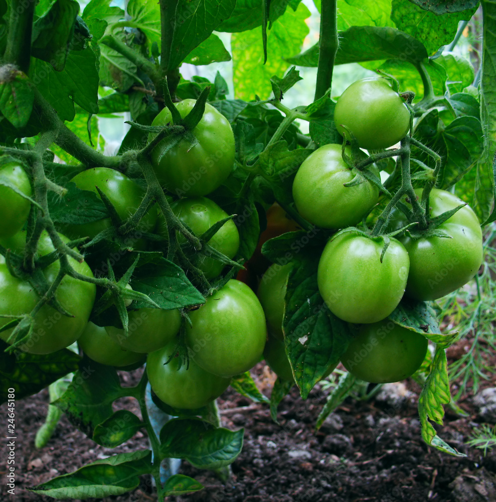 Green tomato Green tomato