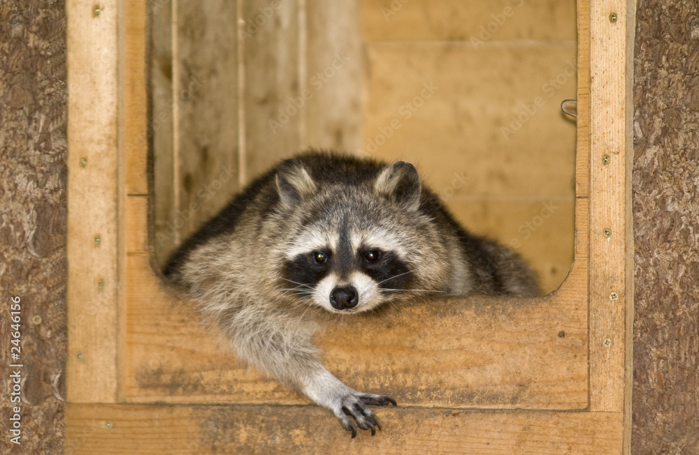 Fototapeta premium a racoon relaxing in his house