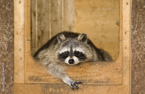 a racoon relaxing in his house