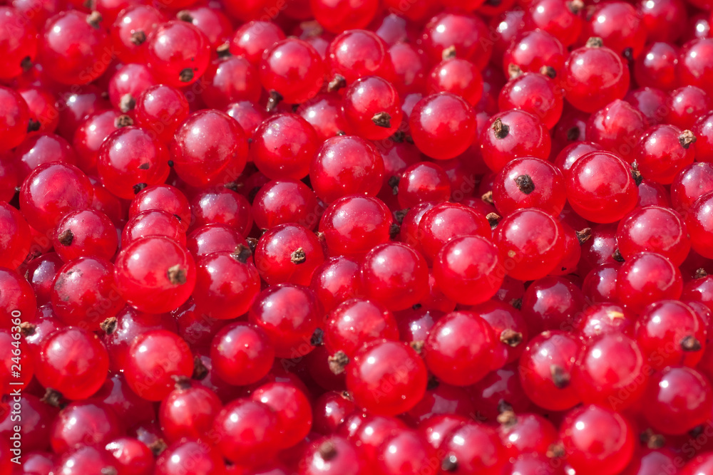 Natural background of berries of a red currant Natural background of berries of a red currant