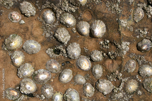limpets