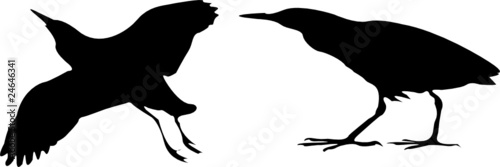 birds vector illustration