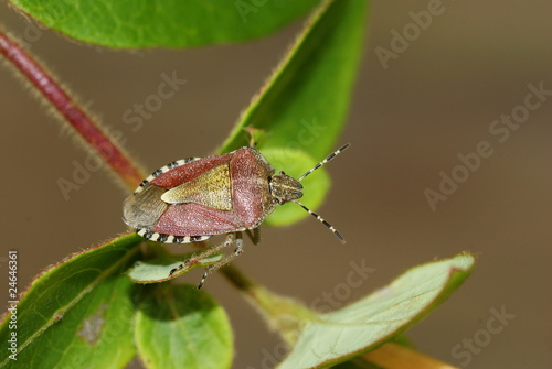 Sloe Bug , Dolycoris baccarum
