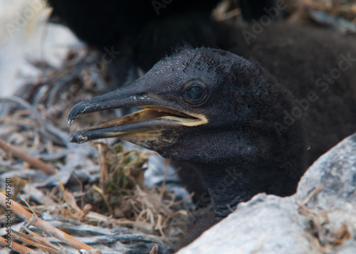 Shag chick photo