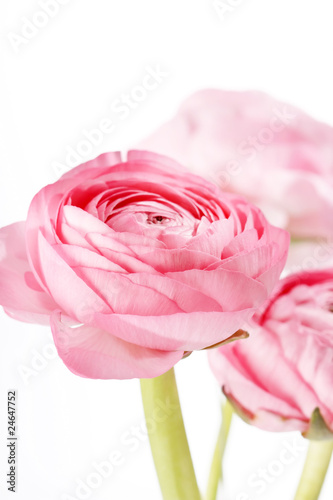 Wallpaper Mural pink Ranunculus Torontodigital.ca