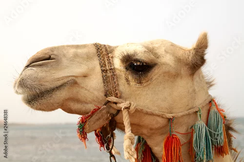 Fototapeta samoprzylepna Wielbłąd arabski