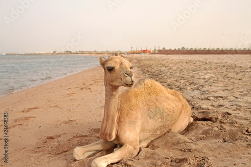 small camel on the beach
