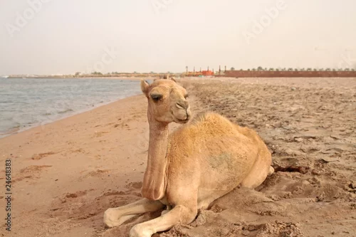 Fototapeta samoprzylepna small camel on the beach