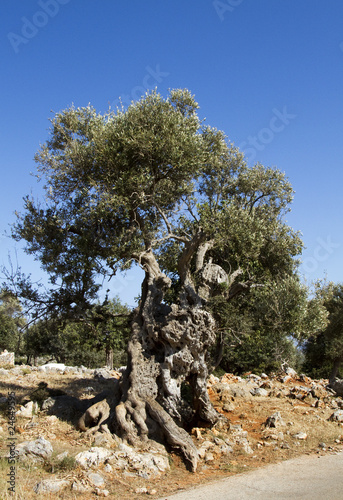Old olive tree