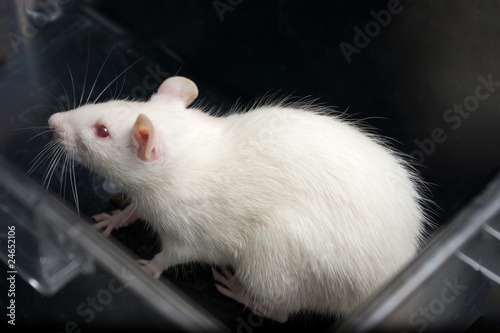 white (albino) laboratory rat in acrylic cage