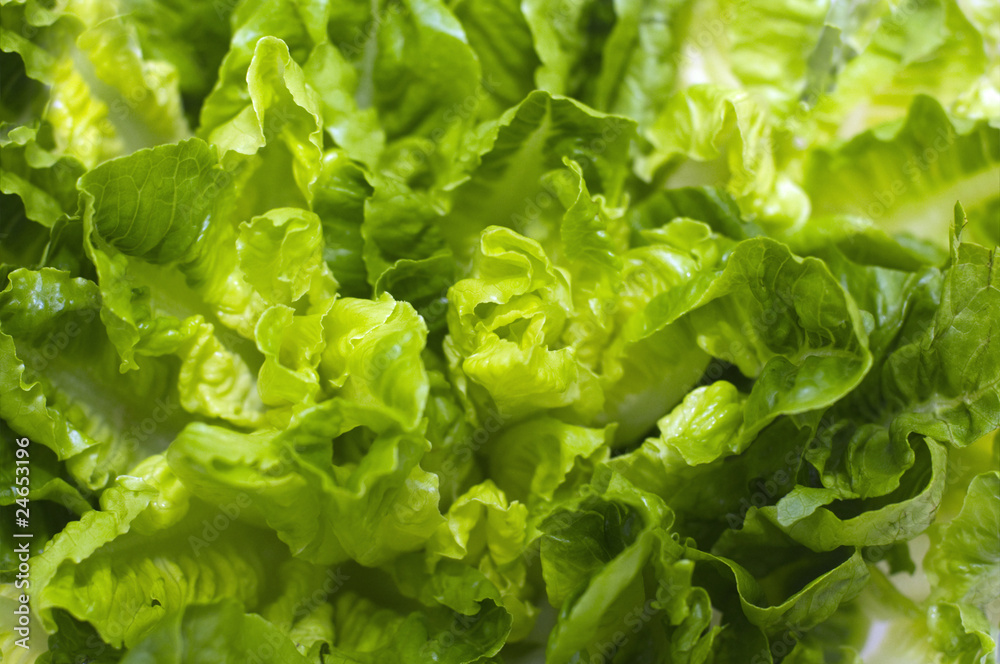 Butterhead Lettuce Butterhead Lettuce