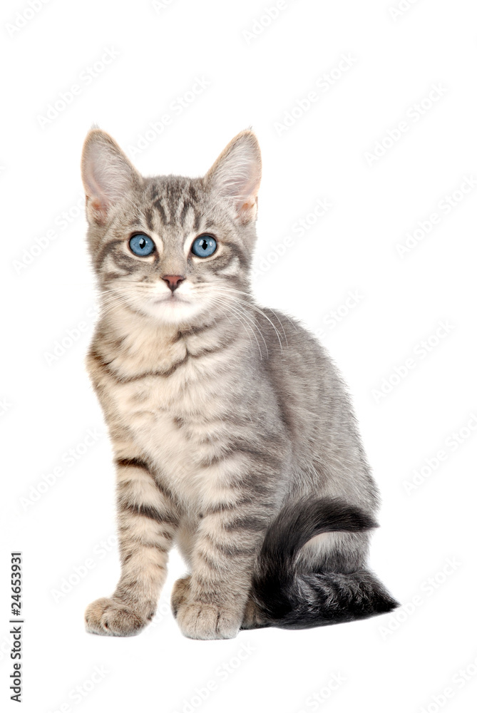 Cute blue eyed tabby kitten