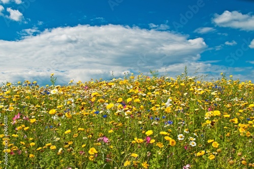 bunte Blumenwiese