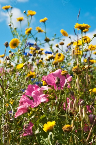 bunte Blumenwiese