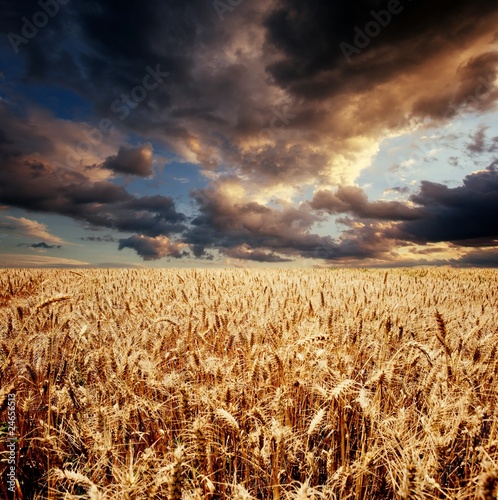 cloudy sky over wheat field