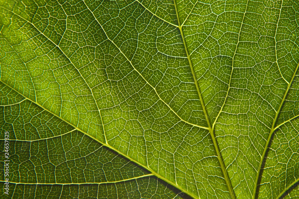 Green leaf close-up Green leaf close-up