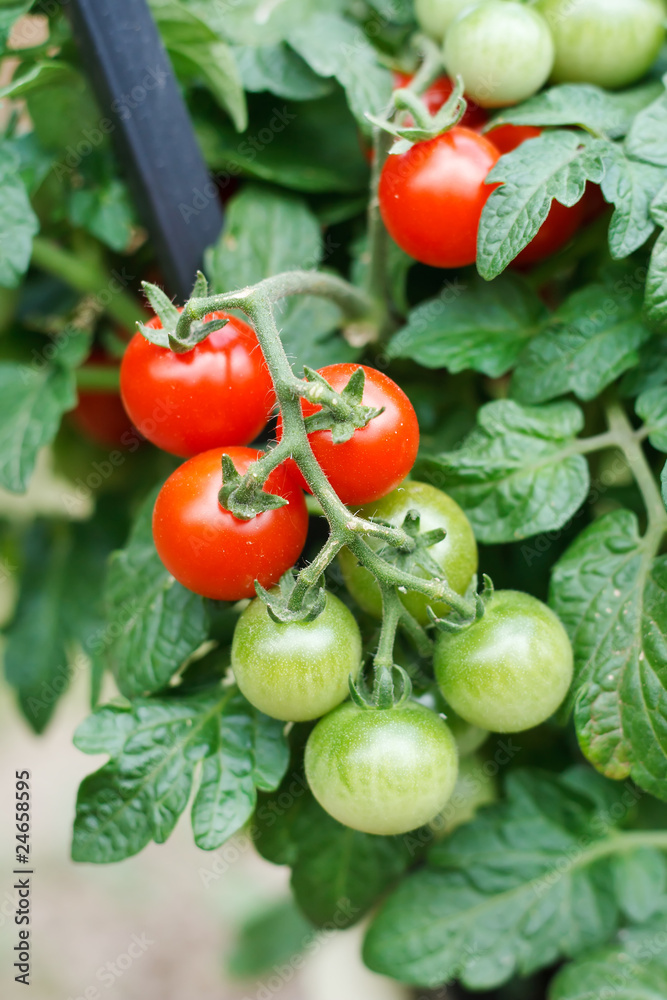 growth tomatoes