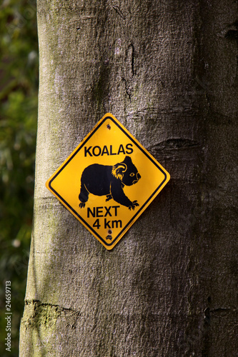 Vorsicht Koalas photo