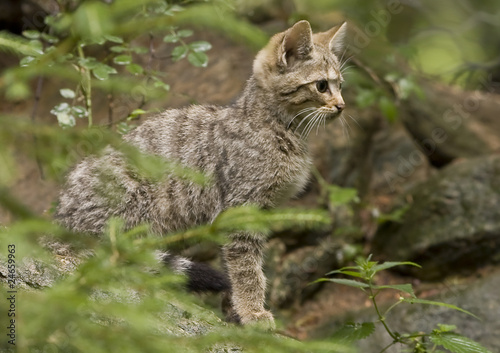 Wilkatze Kitten © Friedrich Hartl