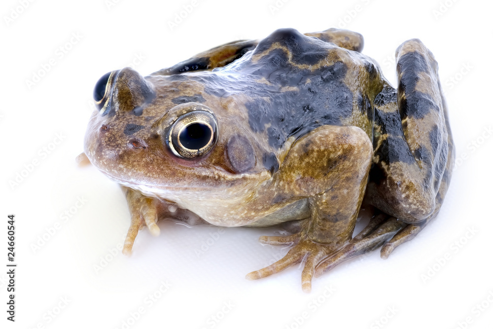 Obraz premium Beautiful frog