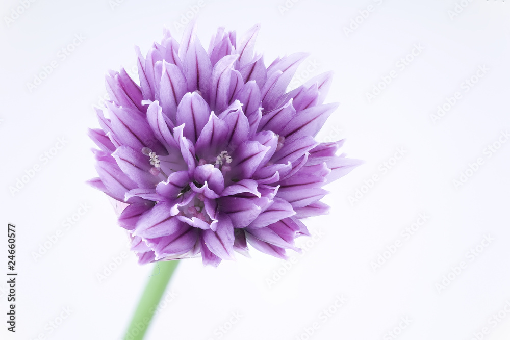 Beautiful in violet Beautiful in violet