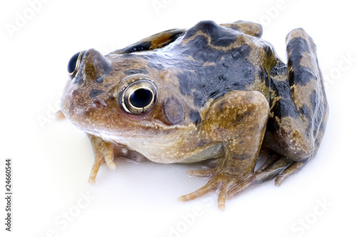 Beautiful frog