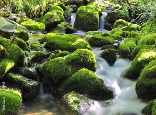 Cauce del arroyo en Muniellos. photo