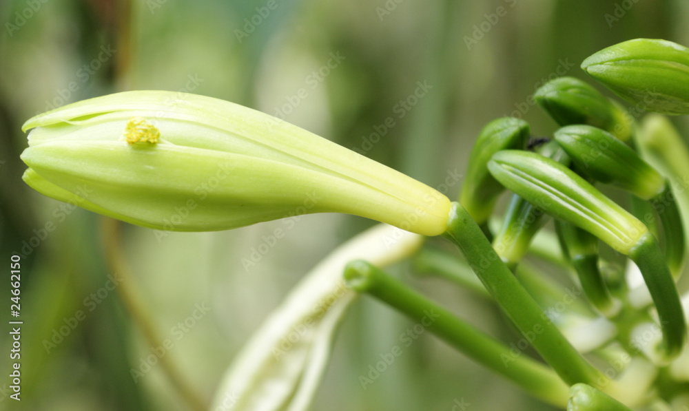 Obraz premium fleur de vanille