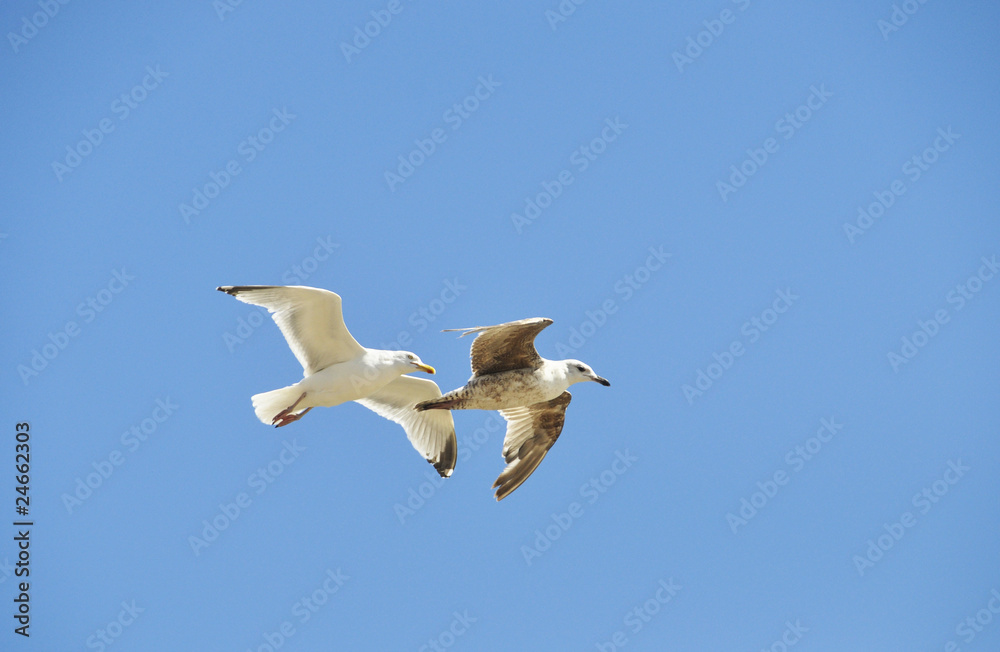Fototapeta premium Seagulls