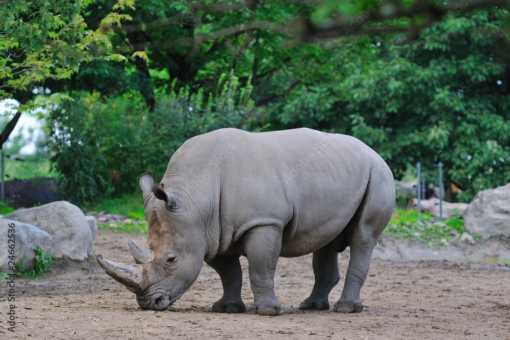Obraz premium Rhinocéros.