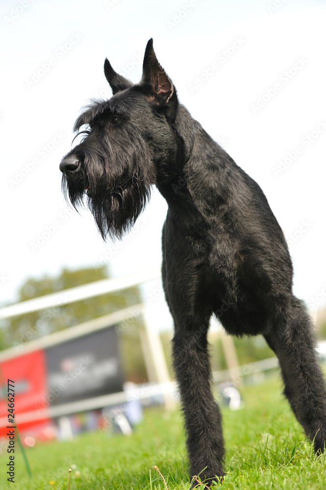 Giant Schnauzer