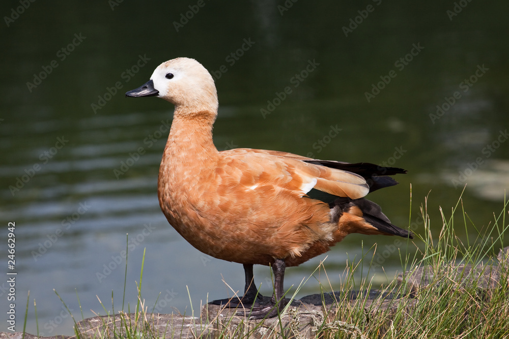 Ruddy shelduck (tadorna ferruginea) Ruddy shelduck (tadorna ferruginea)