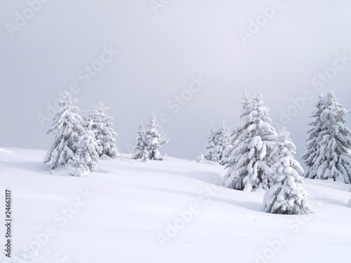 Sapins et neige © Tomfry