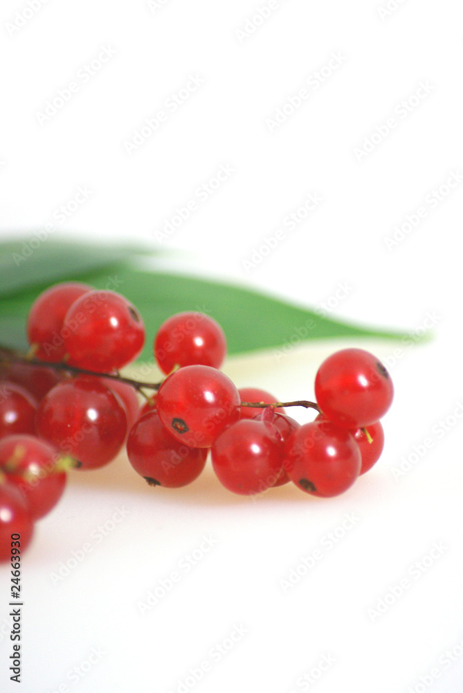 Johannisbeeren Johannisbeeren