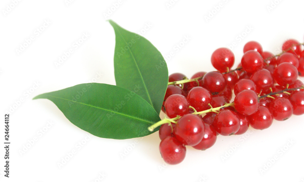 Johannisbeeren