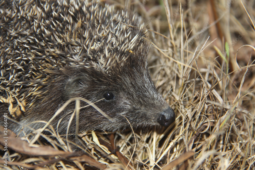 Obraz premium Hedgehog