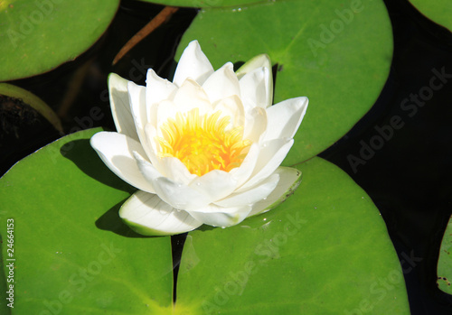 White water lily