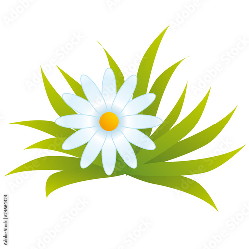 Touffe Herbe Marguerite