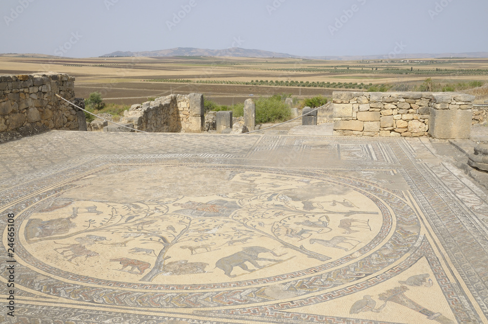 Obraz premium Vue d'une mosaïque de Volubilis