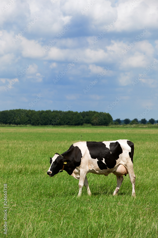 Cows in Dutch flat landscape