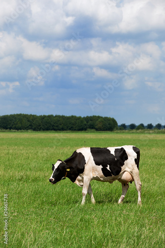 Cows in Dutch flat landscape