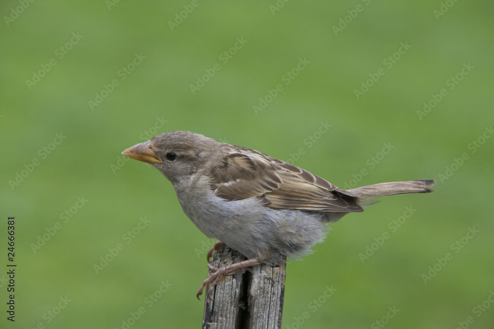 House sparrow House sparrow