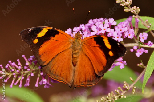 Leafwing Butterfly photo