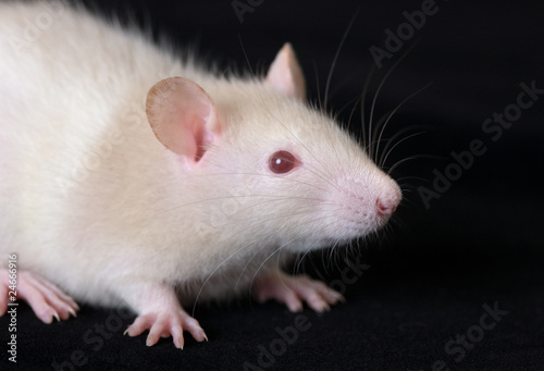 portrait of small rat