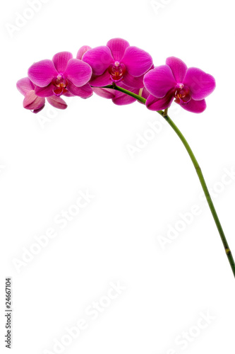 Pink Orchid Blossoms