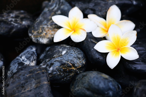 Frangipani flowers and spa stones