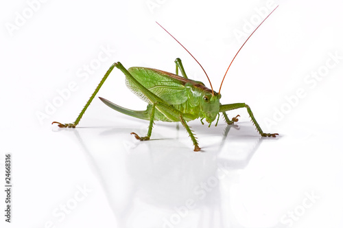 Locust © Jaroslavs Filss