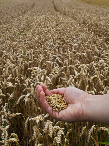 hand with grain