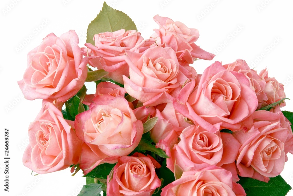 pink roses