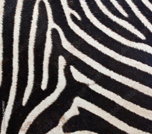 Zebra fur